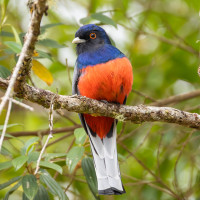 Surucua Trogon